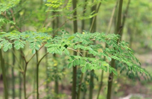 Moringa Oleifera Seed Germination Instructions