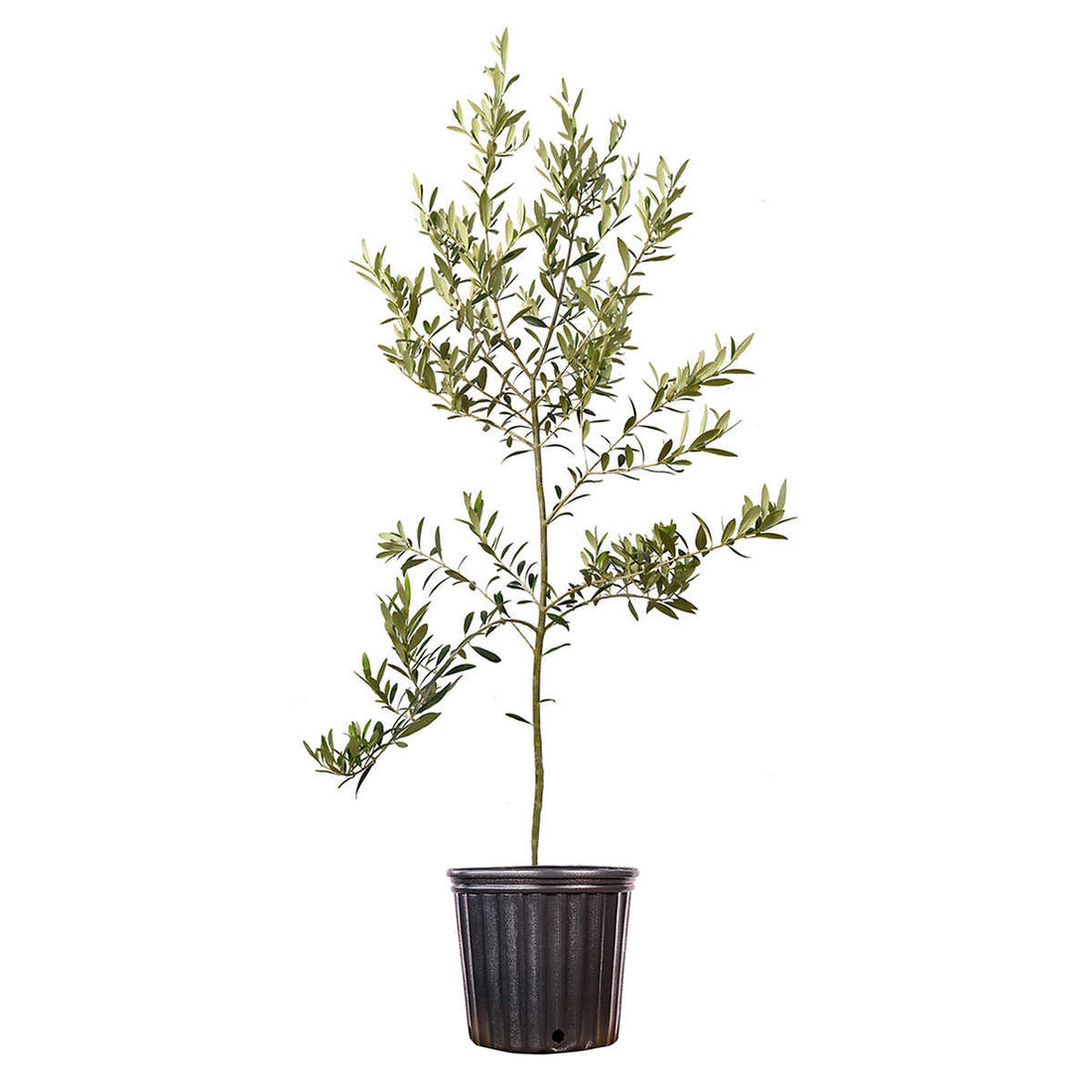 Caring for your Arbequina Olive Tree