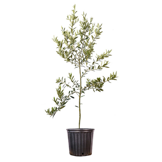 Caring for your Arbequina Olive Tree