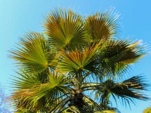 Care Instructions for Windmill Palms