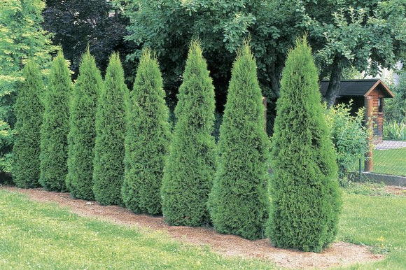 Privacy Trees