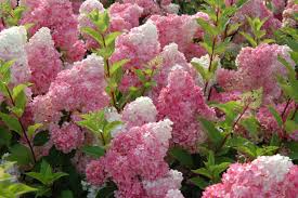 Vanilla Strawberry™ Hydrangea Shrub