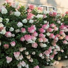 Vanilla Strawberry™ Hydrangea Shrub