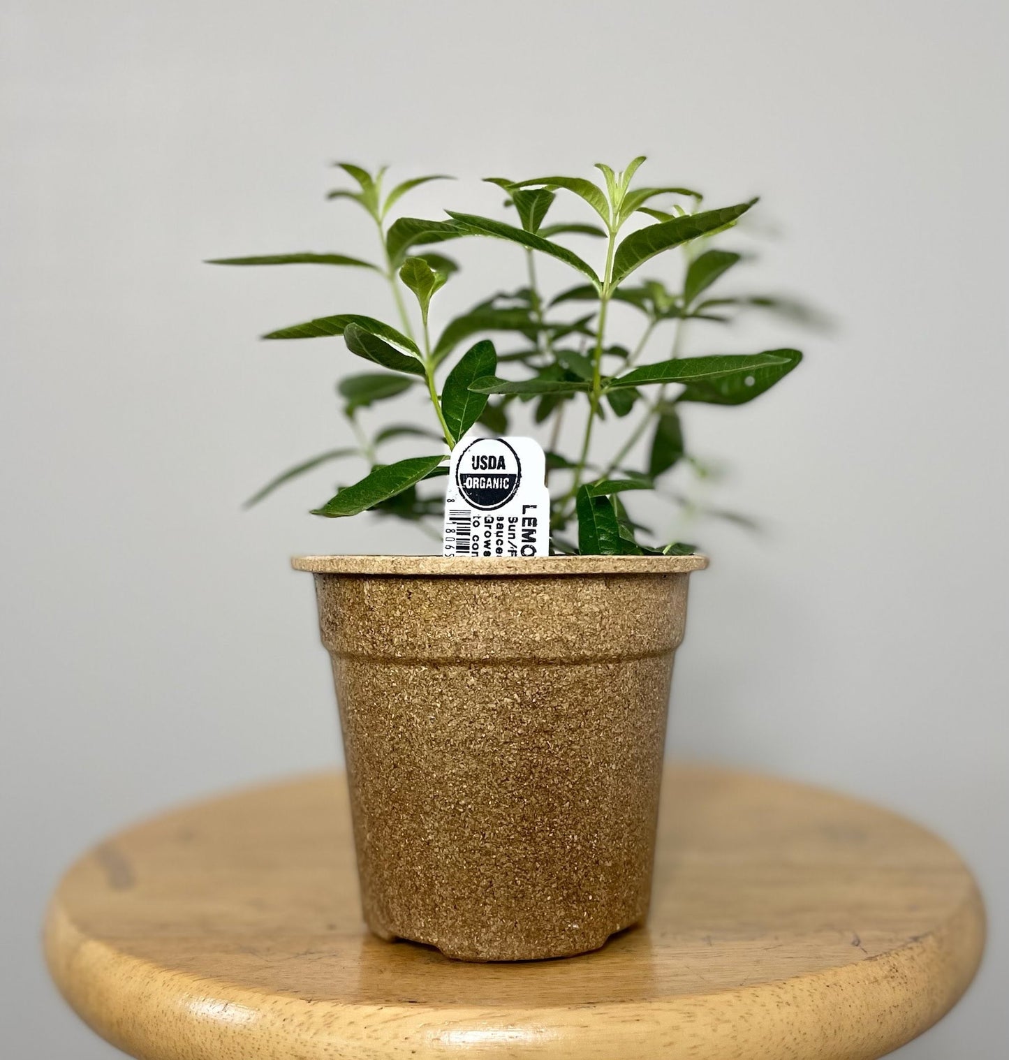 Lemon Verbena Plant (organic)