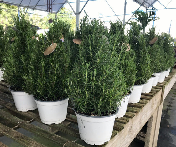 Rosemary Christmas Trees