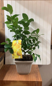 Meyer Lemon Tree - Indoor outdoor patio - 2 Gallon pot-No Ship Tx,Fl,Az,Ca,La,Hi