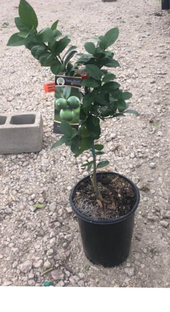Key Lime Tree- Indoor/Outdoor Patio-5 gallon