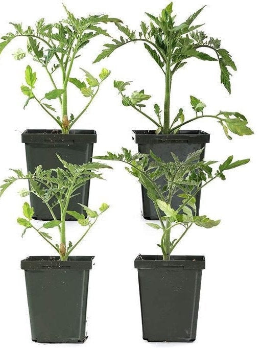 Heirloom Tomato - Cherokee Purple - Organically Grown Live Starter Plant in a 4" Pot ( PACK OF 4 PLANTS)