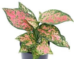 Aglaonema Chinese Evergreen Hot Pink Valentine Wishes Live Plant 4" Pot, Indoor/Outdoor