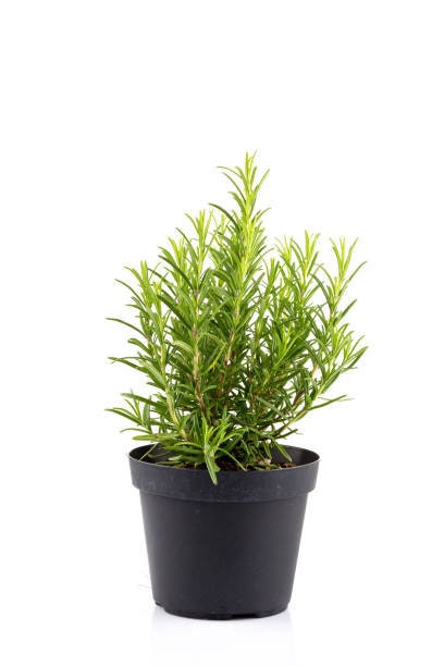 Tuscan Blue Rosemary Live Plants, 6