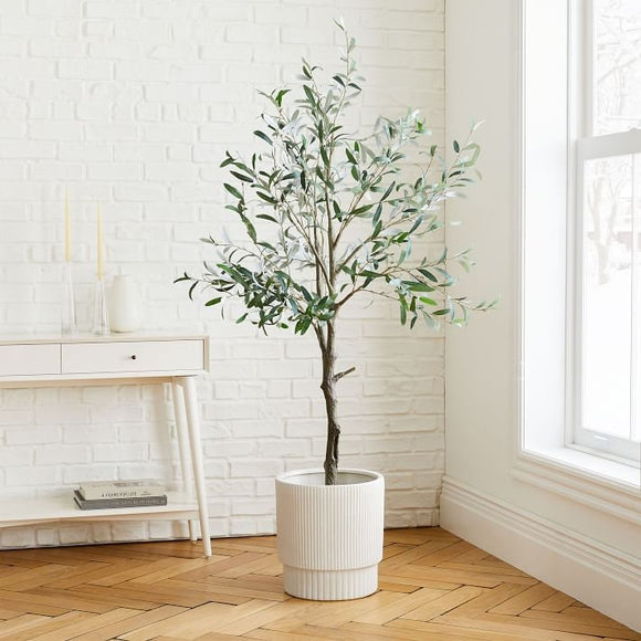 Arbequina Olive Tree - Indoor Houseplant - FREE SHIPPING