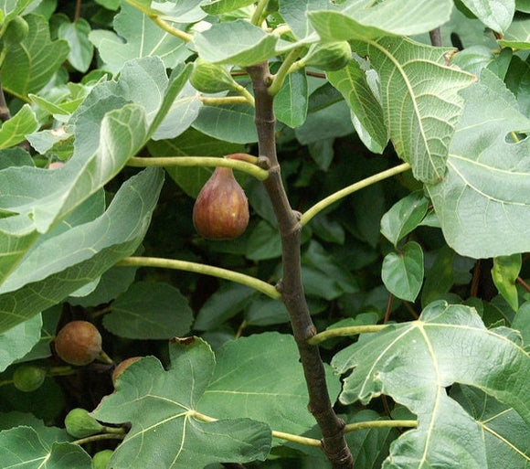 Celeste Fig (Ficus carica), 3 Gallon Pot