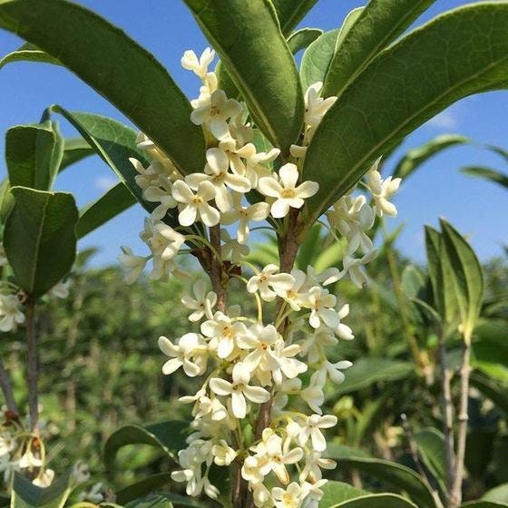 Fudingzhu Fragrant Tea Olive ( osmanthus ) - Live Plant - Trade Gallon Pot
