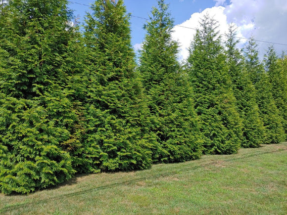 4 - Green Giant Arborvitae Trees ( Thuja ) - ( Pack of 4 ) - Quart Pot