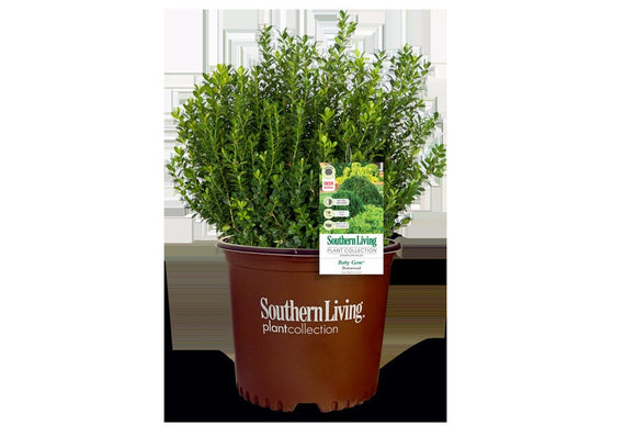Baby Gem Boxwood -  1 Gallon Pot - Well Rooted - Free Shipping