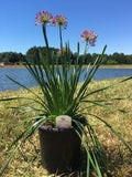 Allium – Millenium 1 Gallon Pot