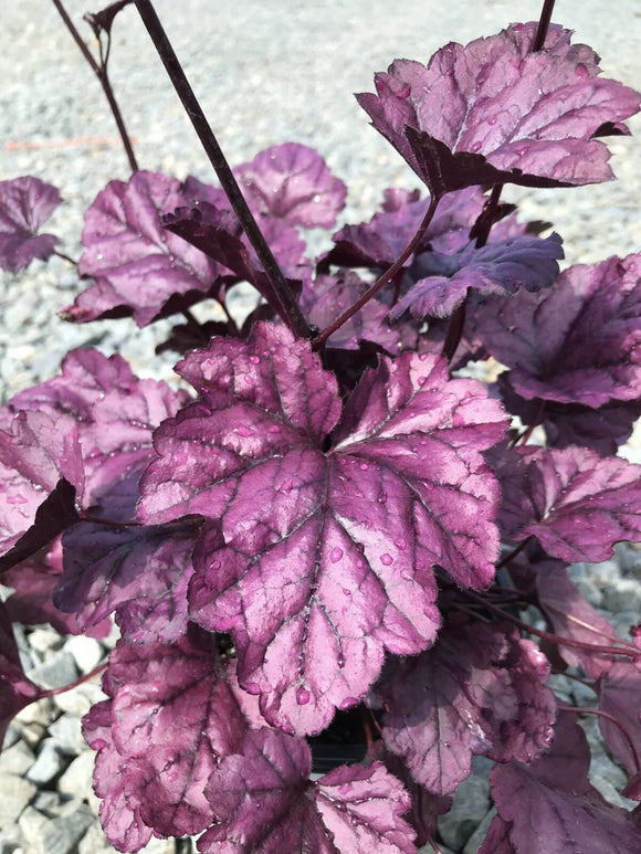 Coral Bells – Dolce® Wildberry 1 Gallon Pot