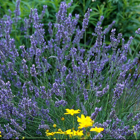 Lavender – Grosso 1 Gallon Pot