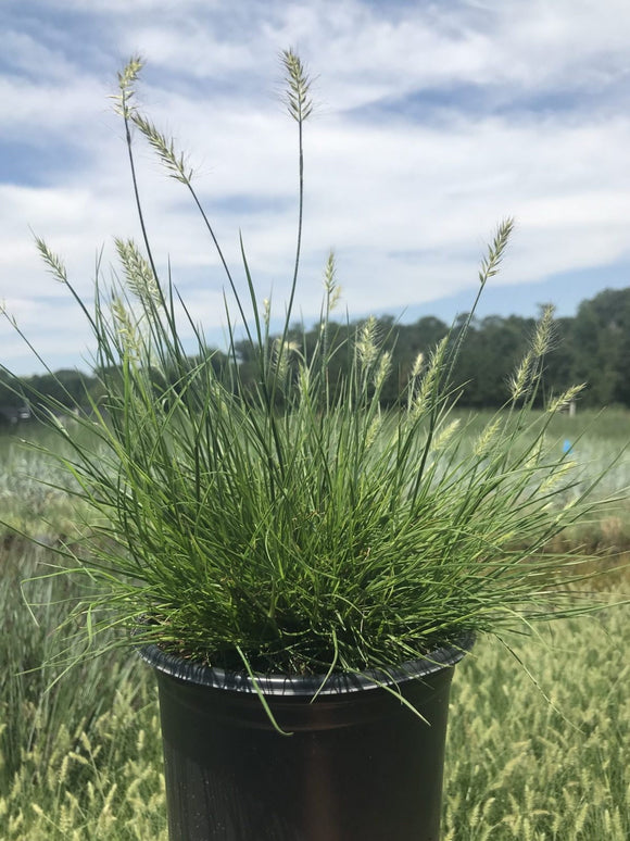 Fountain Grass – Little Bunny 1 Gallon Pot