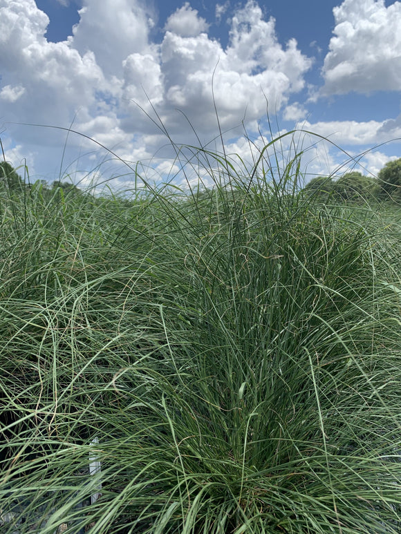 Maiden Grass – Gracillimus 3 Gallon Pot