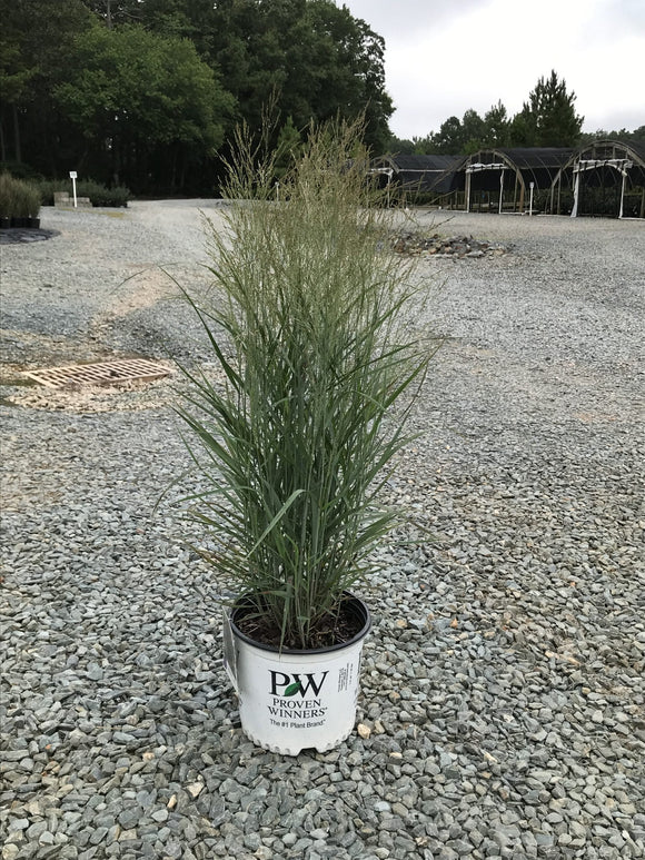 Switchgrass – Prairie Winds® Apache Rose 1 Gallon Pot