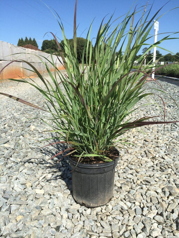 Switchgrass – Shenandoah 1 and 3 Gallon Pot