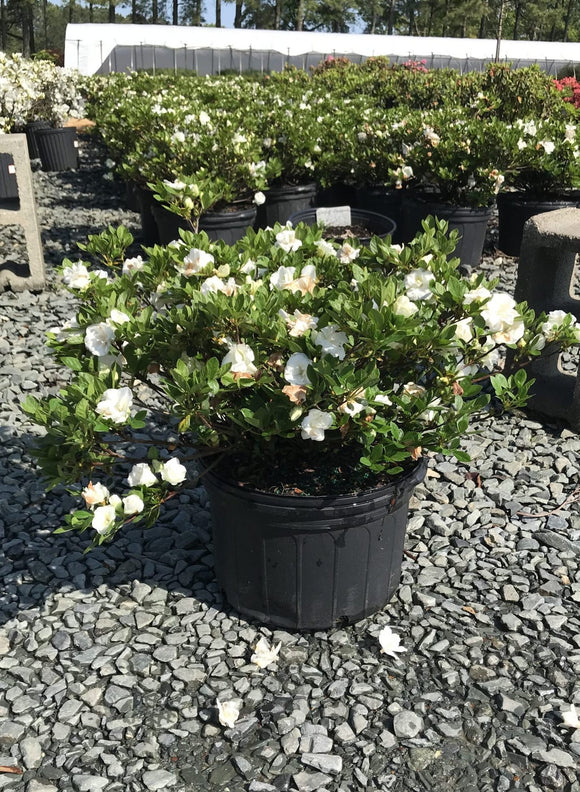 Azalea – Hardy Gardenia 3 Gallon Pot