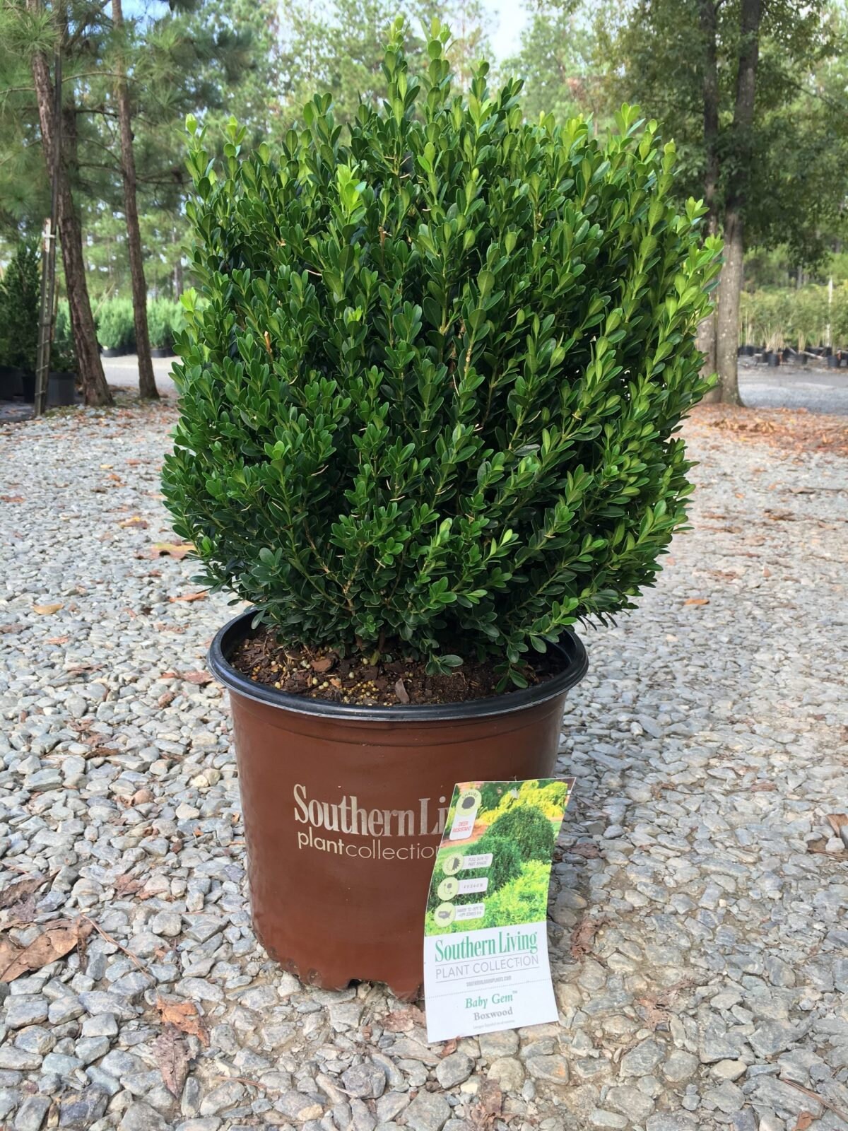 Baby Gem™ Boxwood - Southern Living Plants
