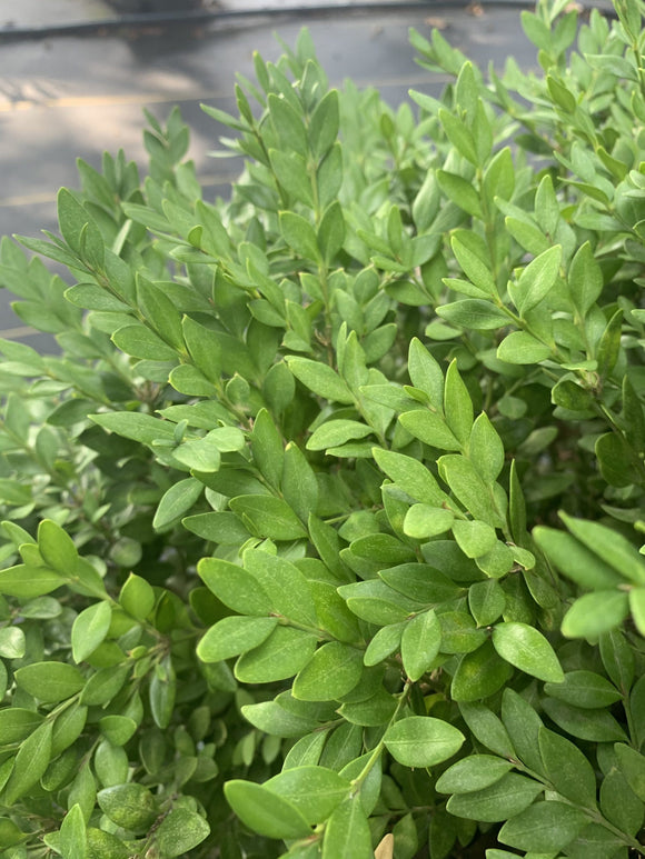 Boxwood – Green Velvet 3 Gallon Pot