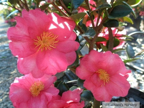 Camellia – Kanjiro 3 Gallon Pot