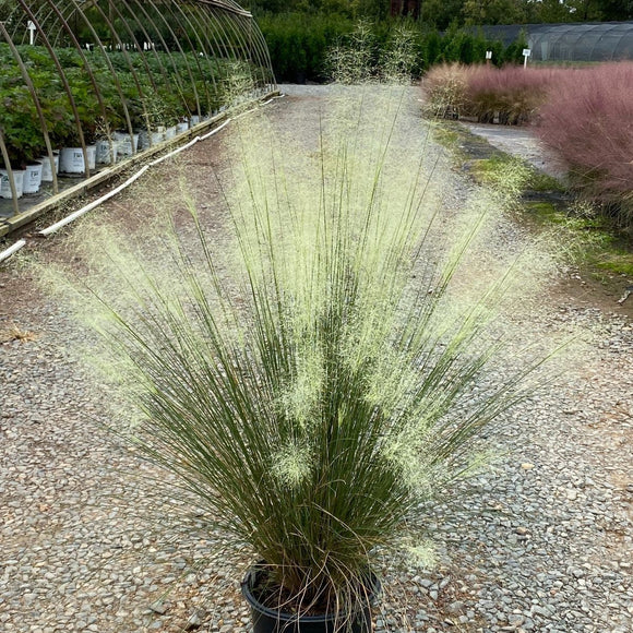 White Cloud Muhly Grass - 3 Gallon
