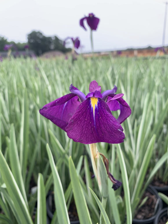Iris – Japanese Variegated 1 Gallon Pot