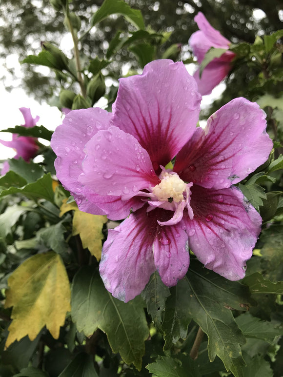 Hibiscus – Purple Pillar® Rose of Sharon 3 Gallon Pot