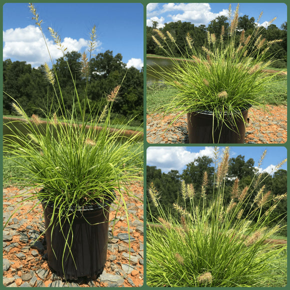 Fountain Grass – Lumen Gold 2 Gallon Pot