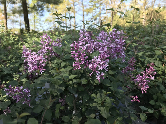 Lilac – Bloomerang® Purple 3 Gallon Pot