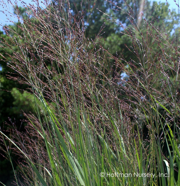 Switchgrass – Purple Tears 1 Gallon Pot