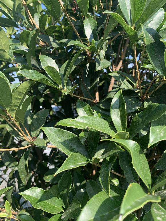 Osmanthus – Fragrant Tea Olive 3 Gallon Pot