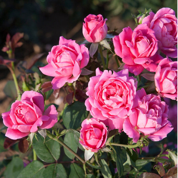 Rose – Pink Double Knock Out® 3 Gallon Pot