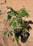 Hass Avacado Tree - 3-4&#39; - Indoor/Outdoor Houseplant - FREE SHIPPING