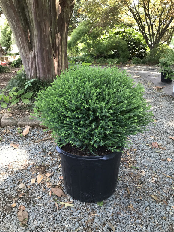 Arborvitae – Mr. Bowling Ball 3 Gallon Pot