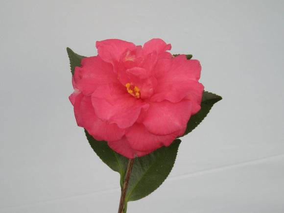 Camellia – Shishi Gashira 3 Gallon Pot