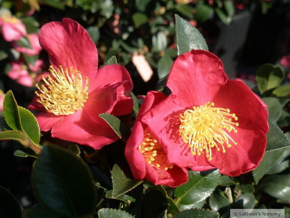 Camellia – Yuletide 3 Gallon Pot
