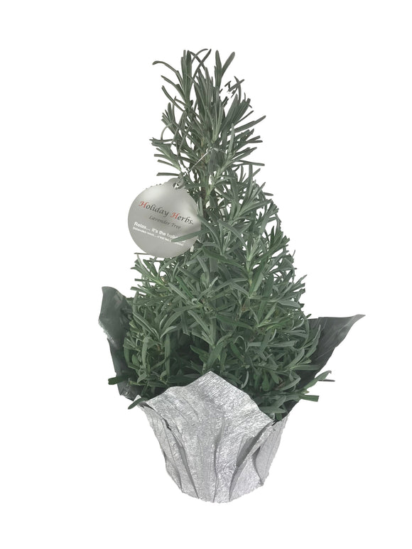Lavender Christmas Tree- Live Plant- 4" Pot- FREE SHIPPING