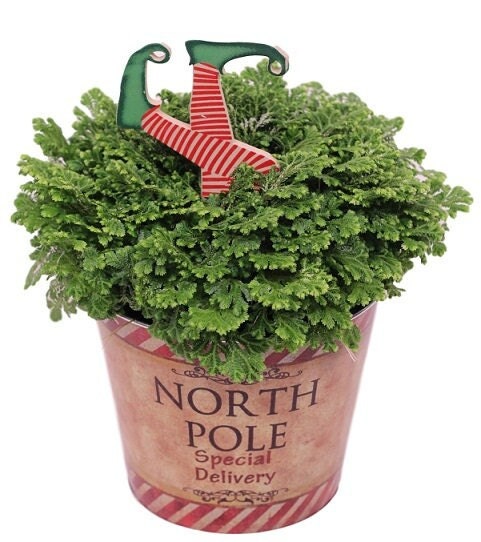 6" North Pole Frosty Fern with Elf Pick
