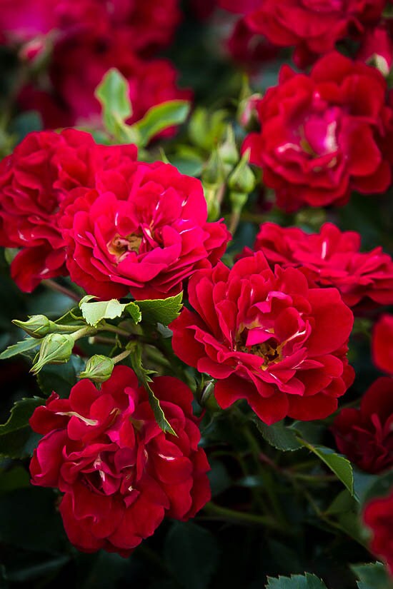 Rose – Red Drift® 3 Gallon Pot