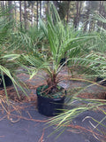 Pindo Palm Tree-Live Plant-3 gallon pot-FREE SHIPPING