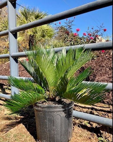 King Sago Palm Tree Live Plant - 1 Gal Pot - Unique Outdoor Landscape Plant